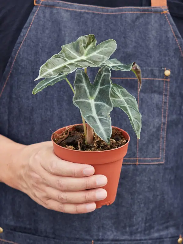 Alocasia Polly 'African Mask' — held in hand for size reference