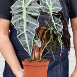 Alocasia Polly 'African Mask' — held in hand for size reference
