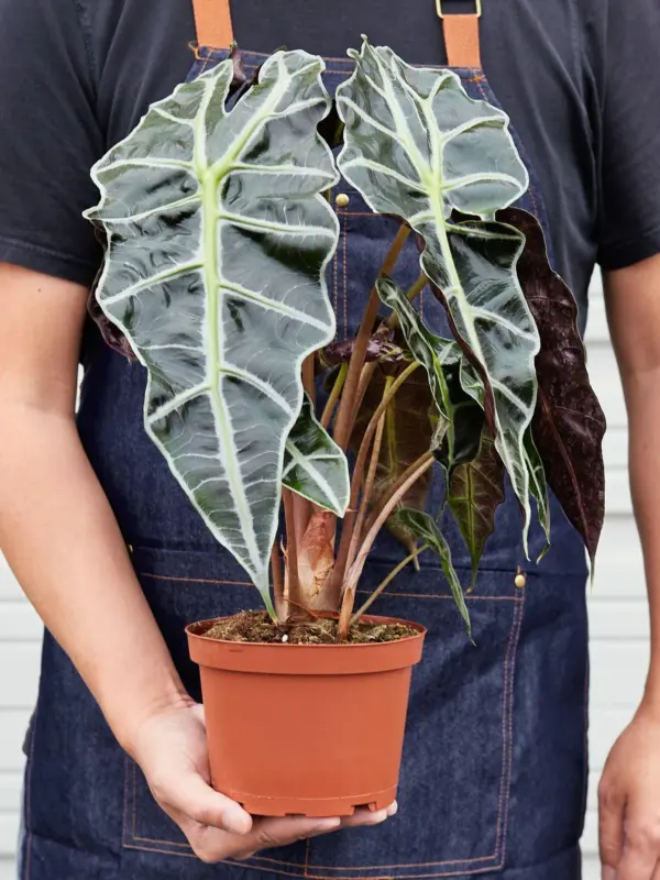 Alocasia Polly 'African Mask' — held in hand for size reference