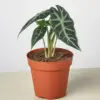 Alocasia Amazonica 'Bambino' houseplant