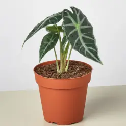 Alocasia Amazonica 'Bambino' houseplant