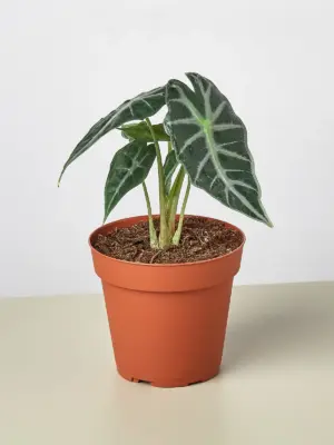 Alocasia Amazonica 'Bambino' houseplant