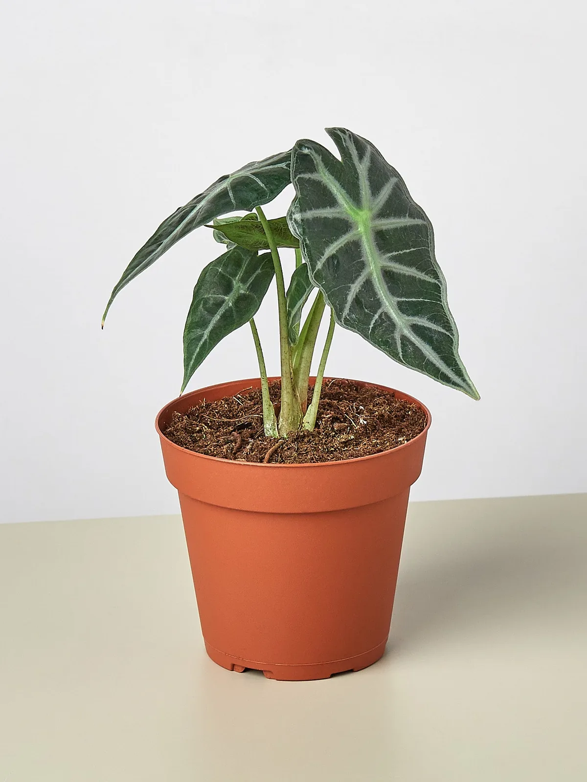 Alocasia Amazonica 