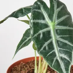 Alocasia Amazonica 'Bambino' — leaf detail close-up