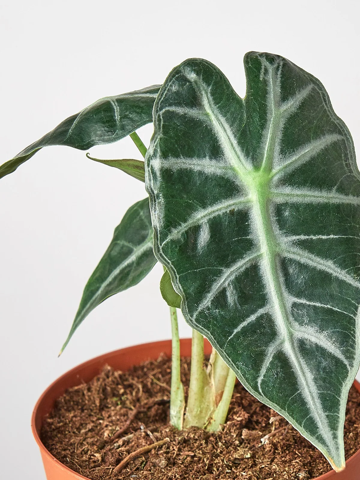 Alocasia Amazonica 