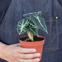 Alocasia Amazonica 'Bambino' — additional view