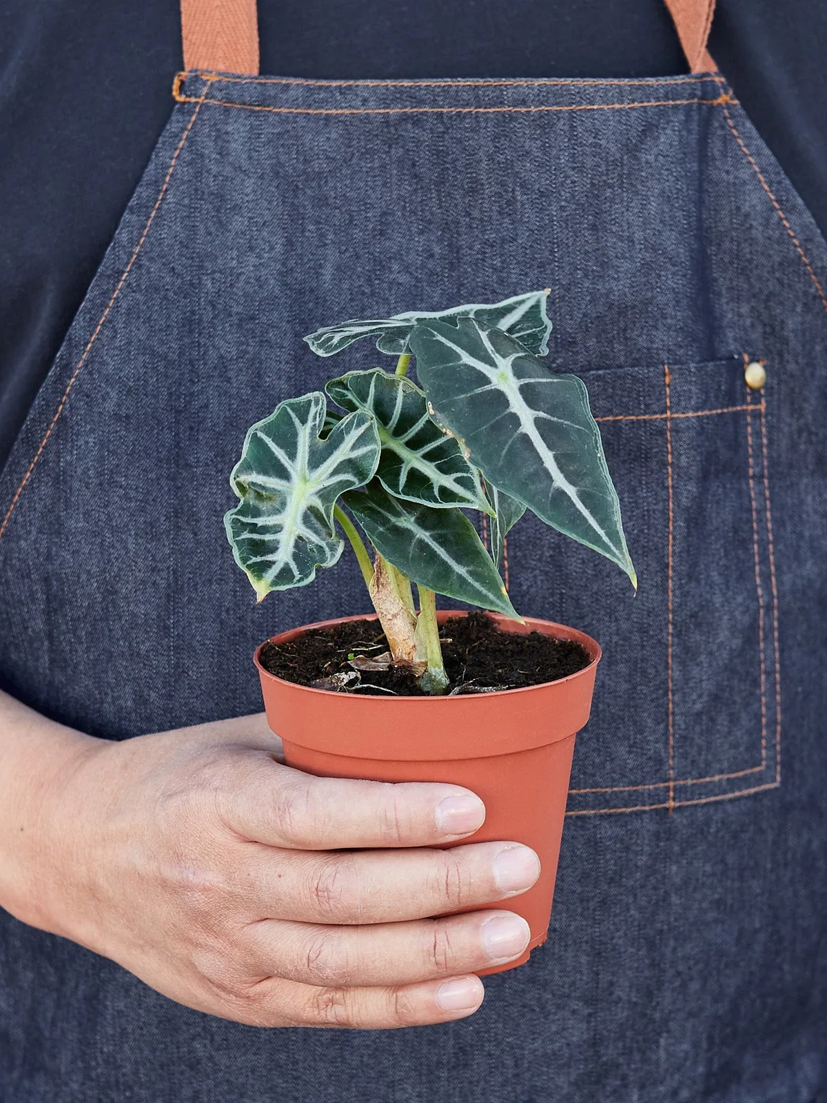 Alocasia Amazonica 