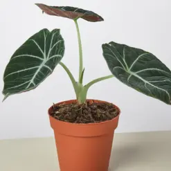 Alocasia Reginula 'Black Velvet' houseplant