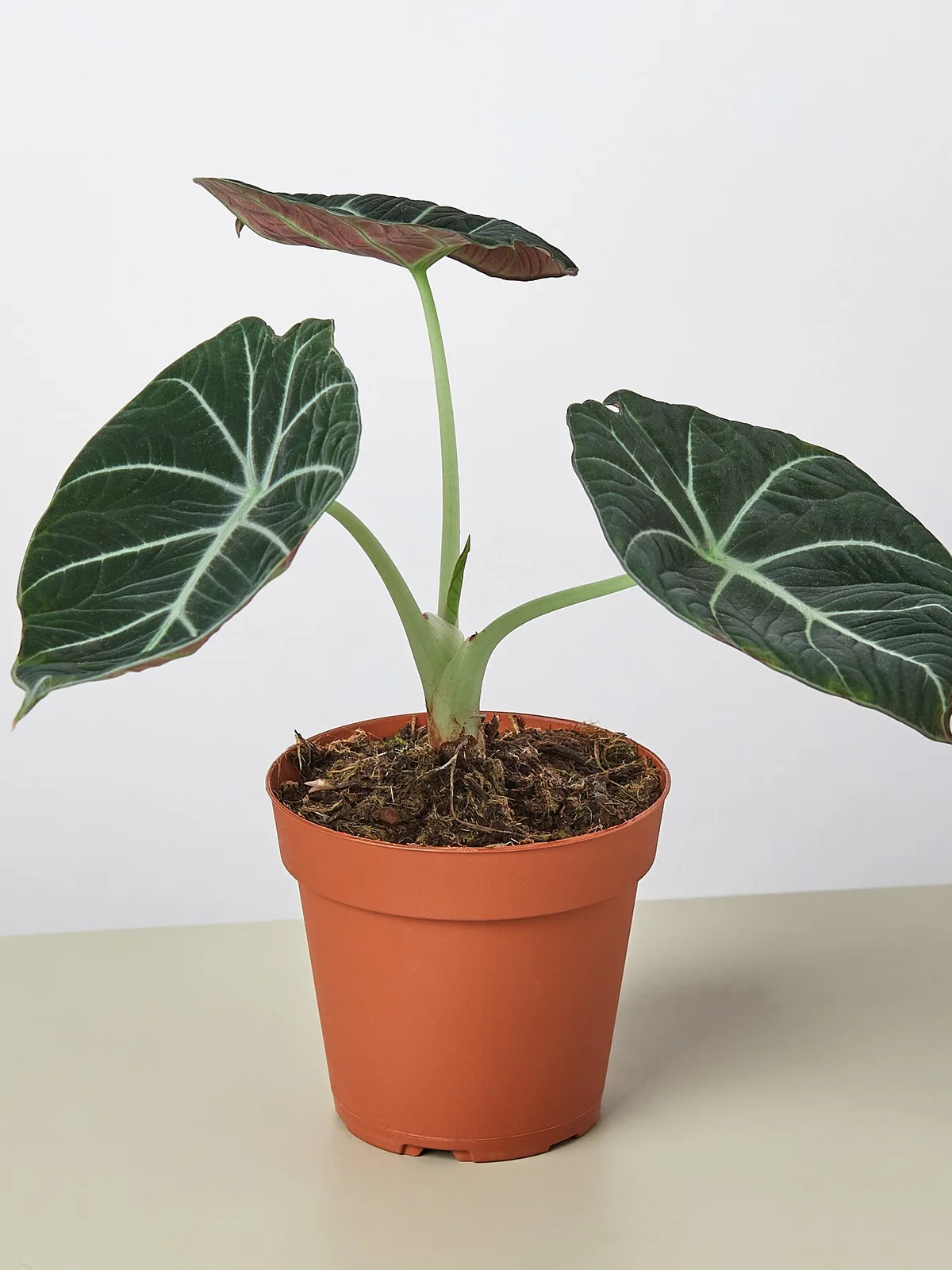 Alocasia Reginula 