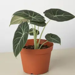 Alocasia Reginula 'Black Velvet' — additional view