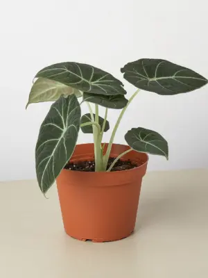 Alocasia Reginula 'Black Velvet' — additional view