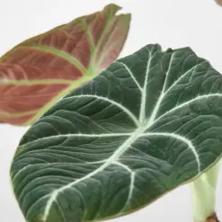 Alocasia Reginula 'Black Velvet' — leaf detail close-up