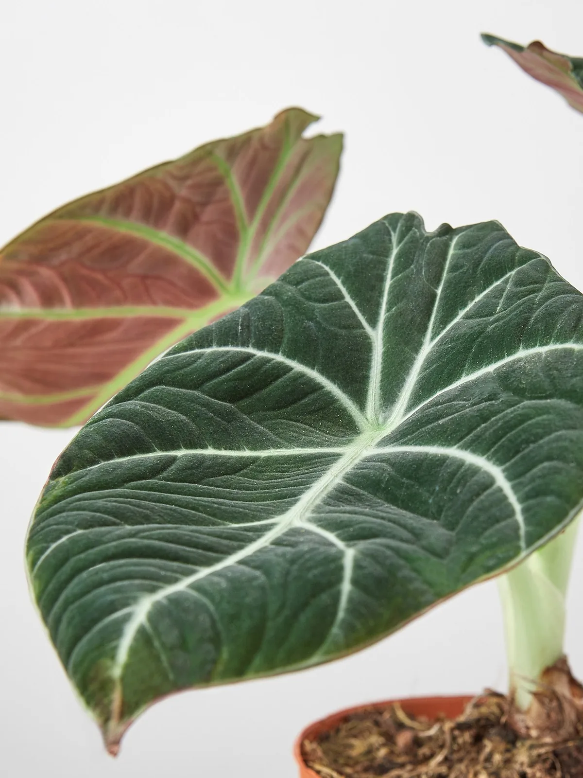 Alocasia Reginula 