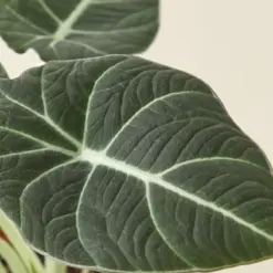 Alocasia Reginula 'Black Velvet' — additional view