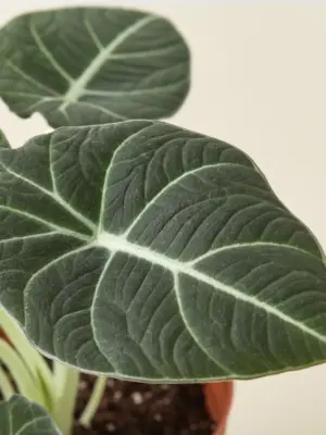 Alocasia Reginula 'Black Velvet' — additional view