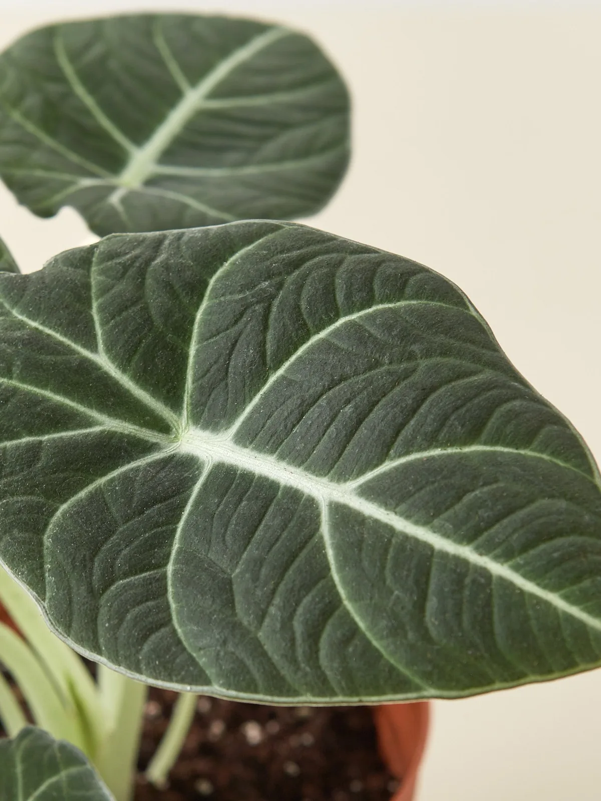 Alocasia Reginula 