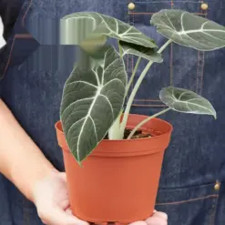 Alocasia Reginula 'Black Velvet' — additional view