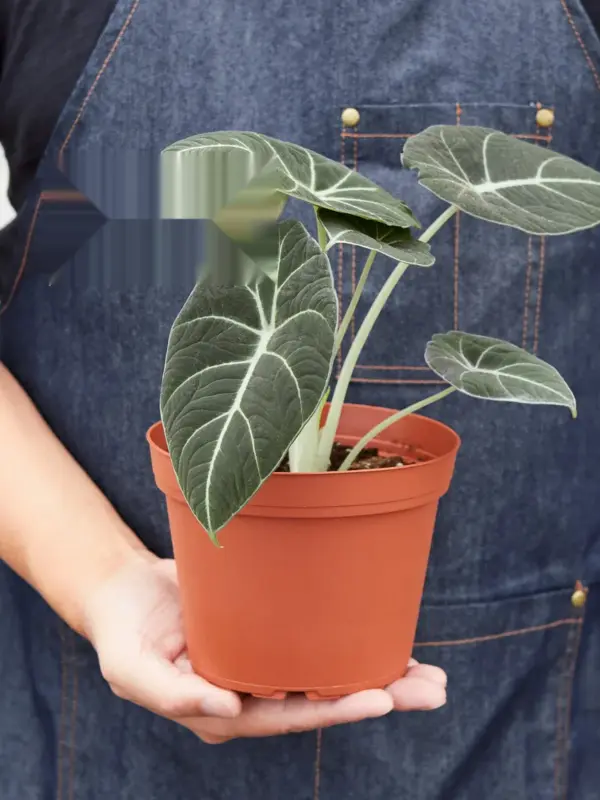 Alocasia Reginula 'Black Velvet' — additional view