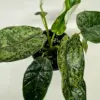 Alocasia 'Dragon Scale Mint' houseplant