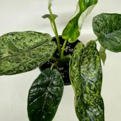 Alocasia 'Dragon Scale Mint' houseplant