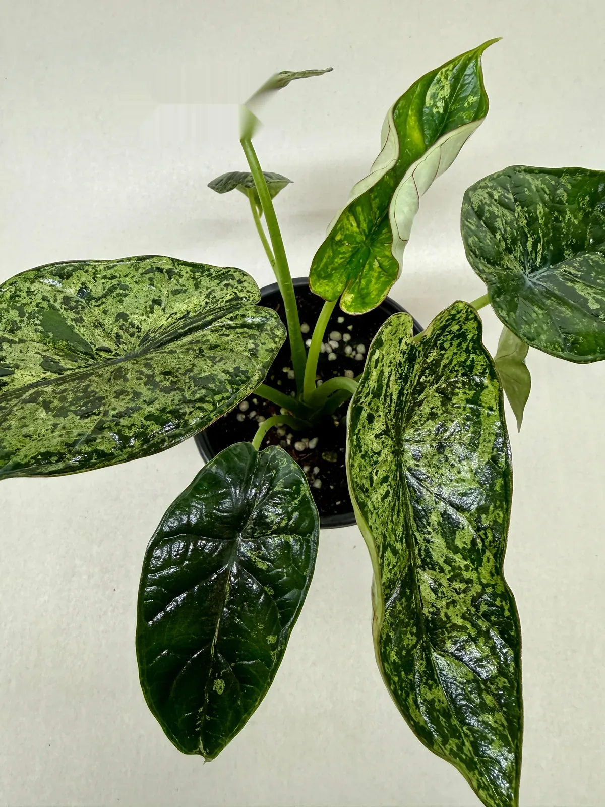 Alocasia 