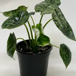 Alocasia 'Dragon Scale Mint' — additional view