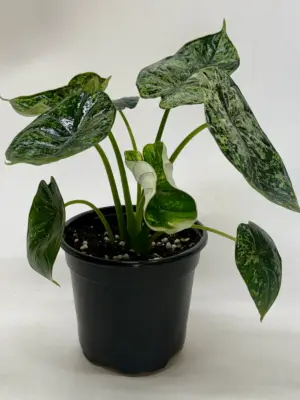 Alocasia 'Dragon Scale Mint' — additional view