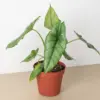 Alocasia 'Dragons Breath' houseplant