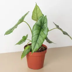 Alocasia 'Dragons Breath' houseplant