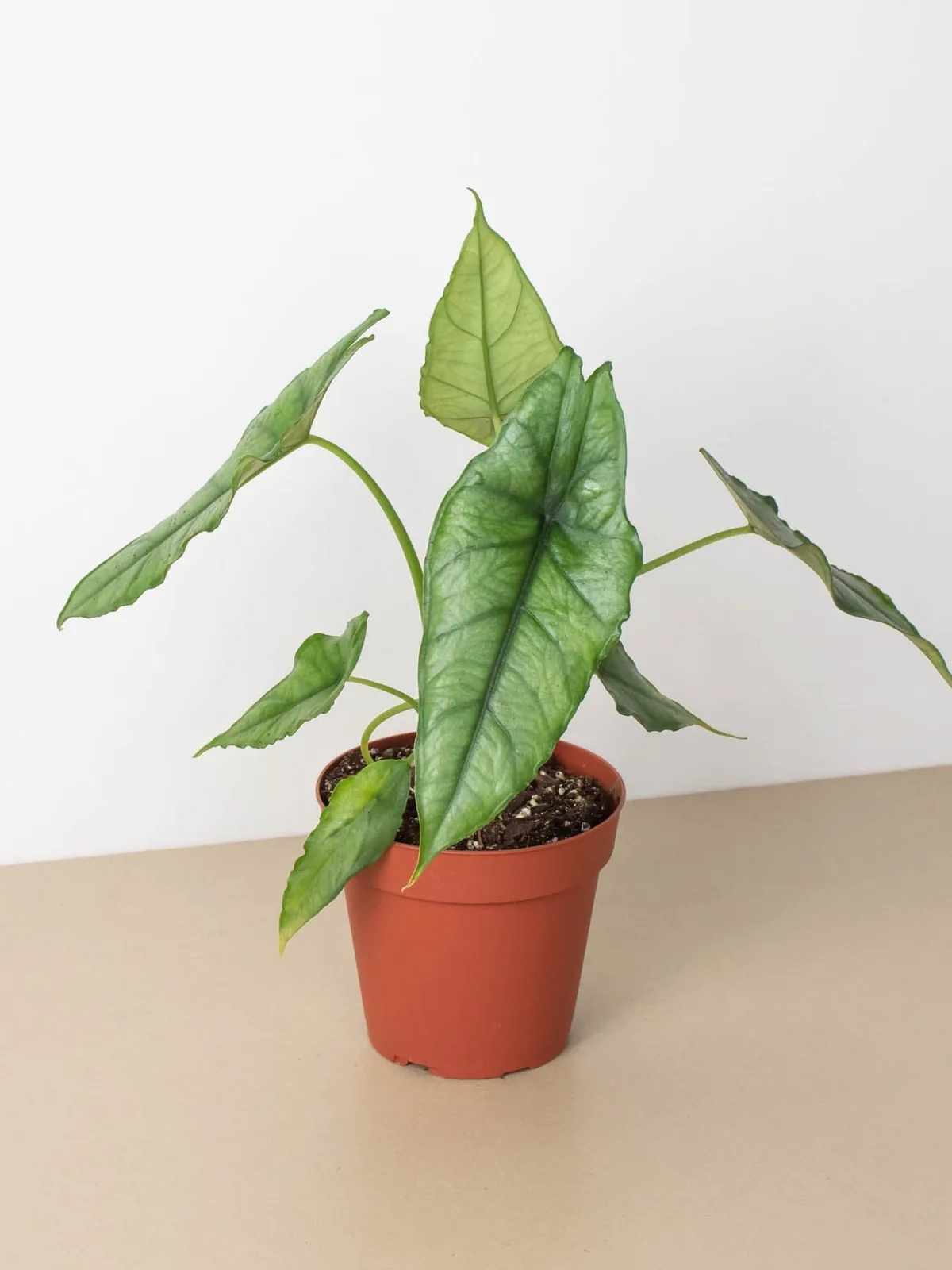 Alocasia 