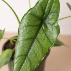 Alocasia 'Dragons Breath' — additional view