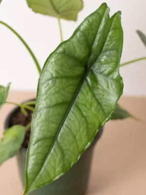 Alocasia 'Dragons Breath' — additional view