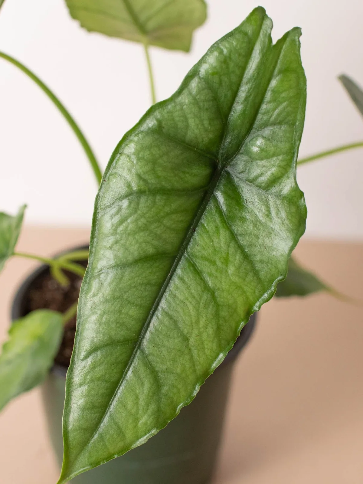Alocasia 