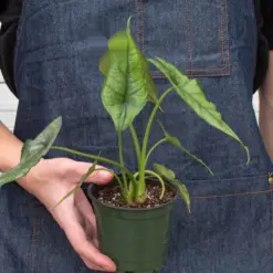 Alocasia 'Dragons Breath' — additional view