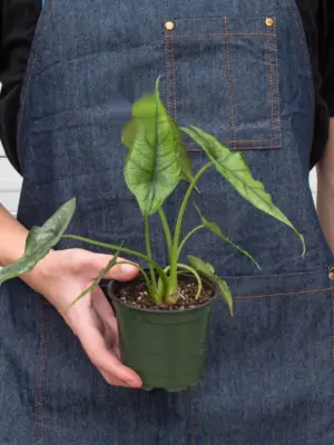 Alocasia 'Dragons Breath' — additional view