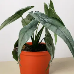 Alocasia 'Dragons Breath' — additional view