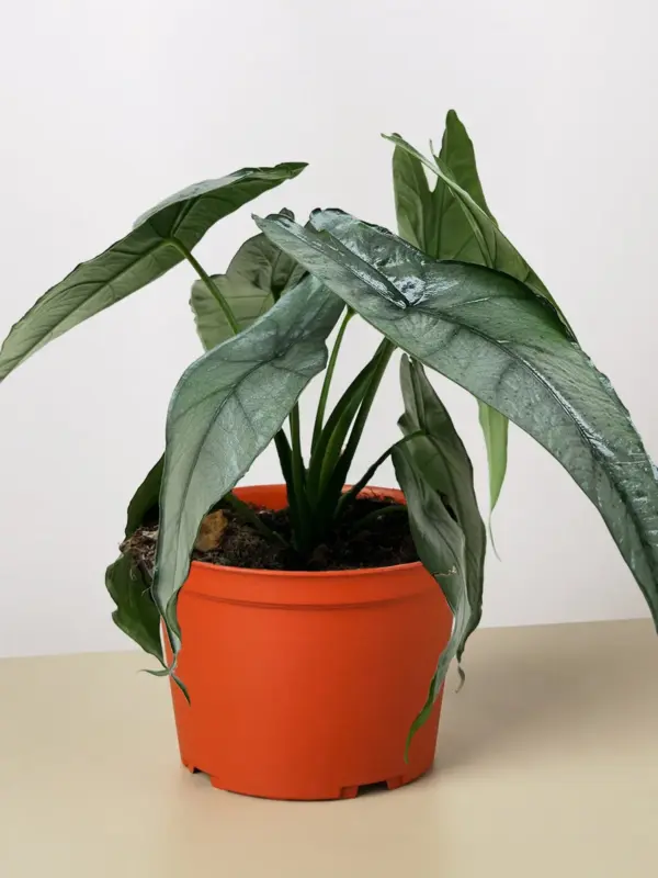 Alocasia 'Dragons Breath' — additional view