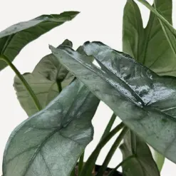 Alocasia 'Dragons Breath' — additional view