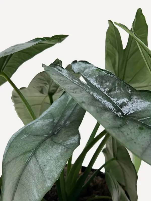 Alocasia 'Dragons Breath' — additional view