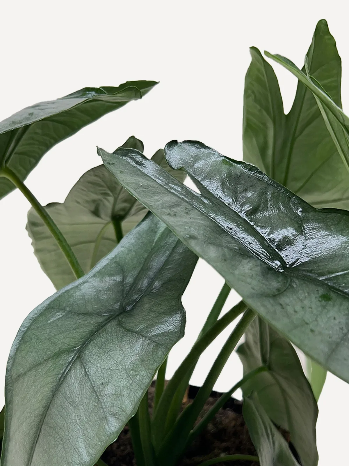 Alocasia 
