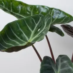 Alocasia 'Ebony' houseplant