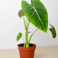 Alocasia Micholitziana 'Frydek' houseplant