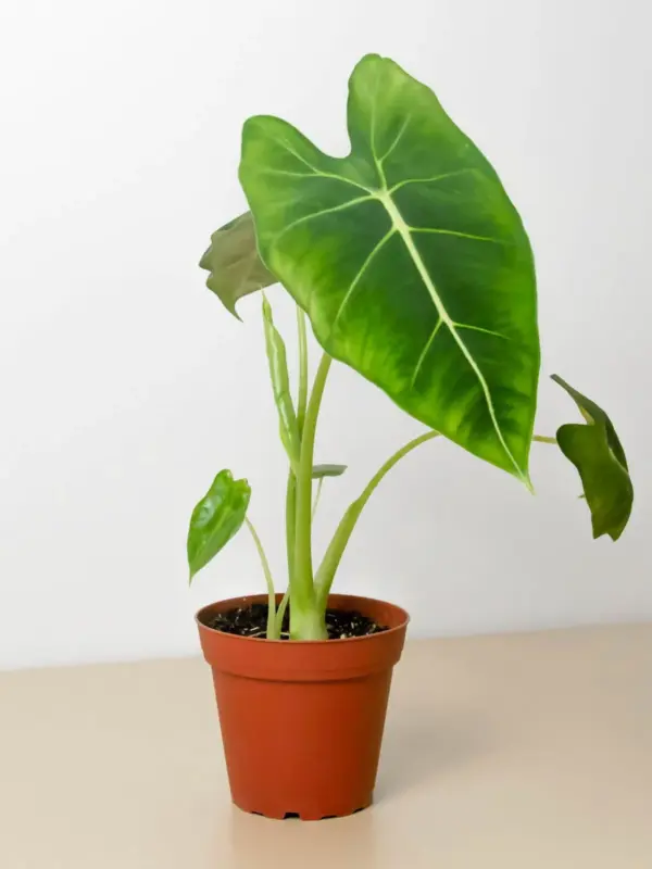 Alocasia Micholitziana 'Frydek' houseplant