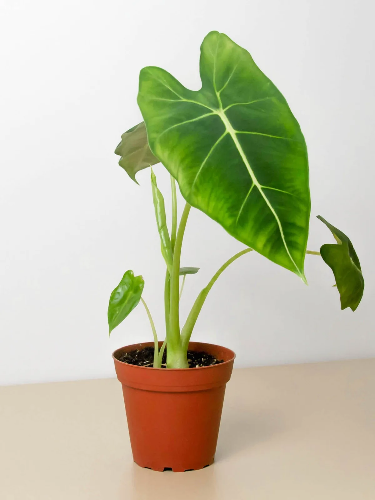 Alocasia Micholitziana 