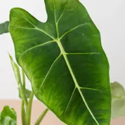 Alocasia Micholitziana 'Frydek' — additional view