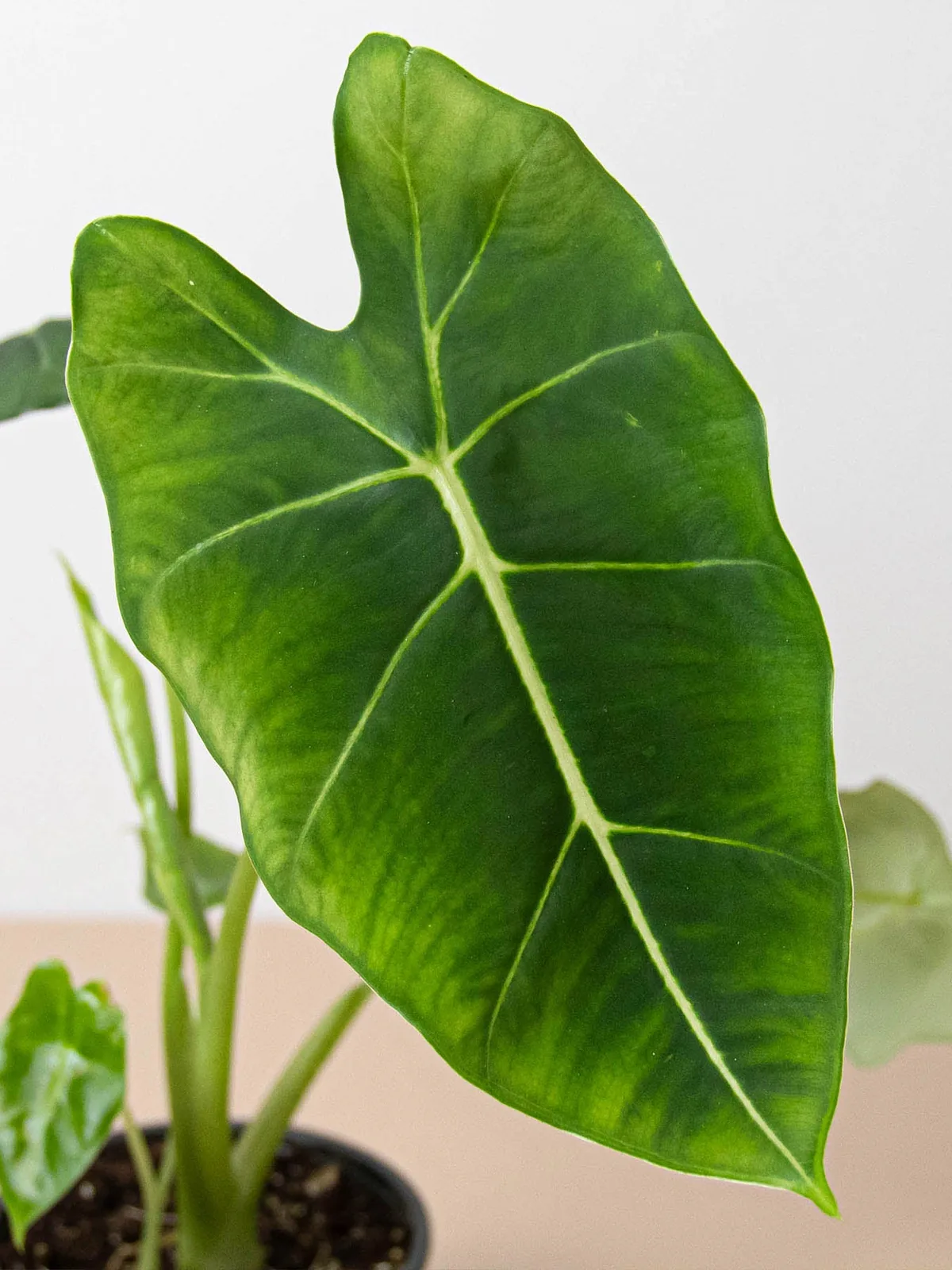 Alocasia Micholitziana 