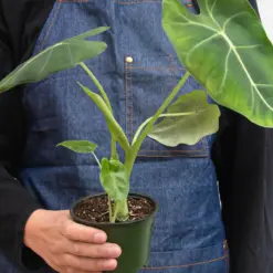 Alocasia Micholitziana 'Frydek' — additional view
