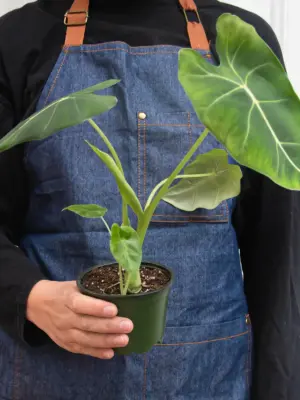 Alocasia Micholitziana 'Frydek' — additional view
