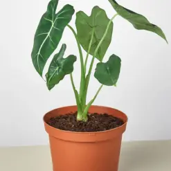 Alocasia Micholitziana 'Frydek' — additional view