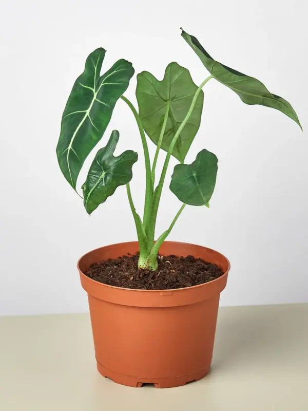 Alocasia Micholitziana 'Frydek' — additional view